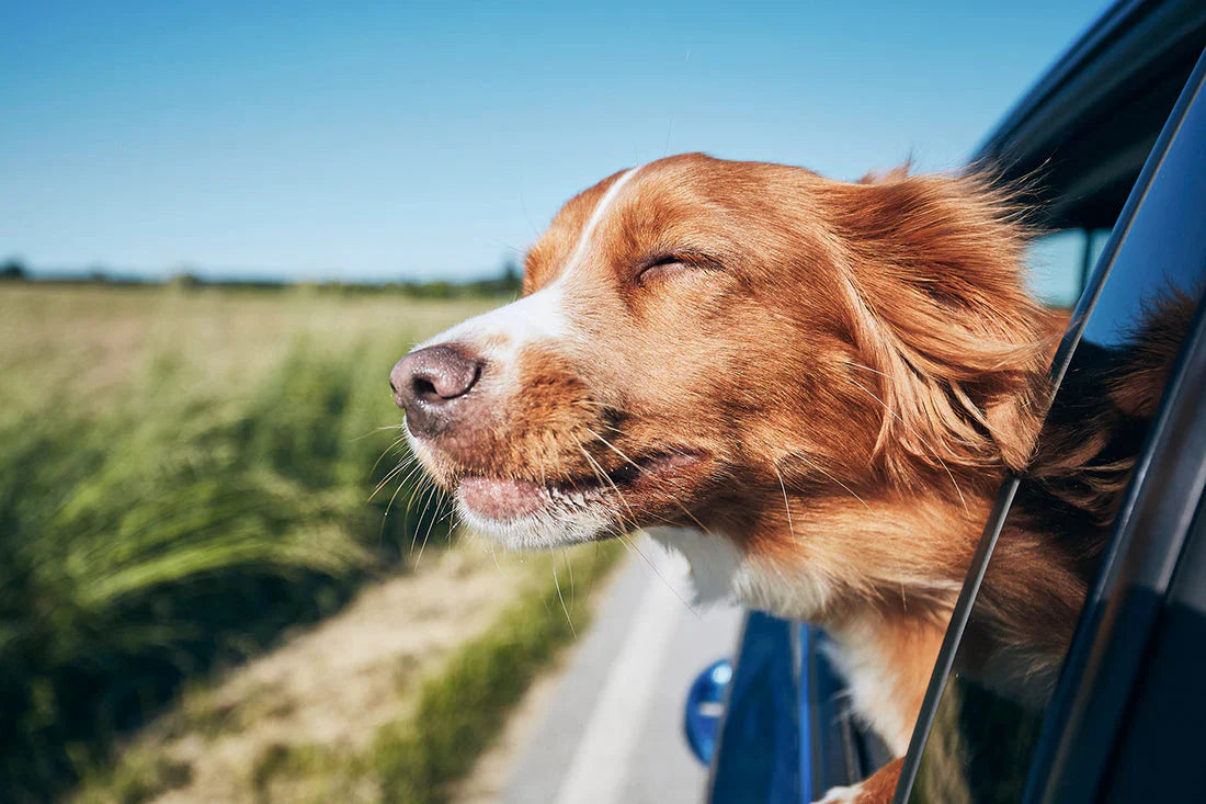 The Ultimate Dog Packing List: What to Pack for Your Pet
