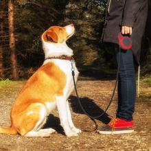 Ultimate Automatic Telescopic Traction Rope – Premium Retractable Pet Leash - Pet house