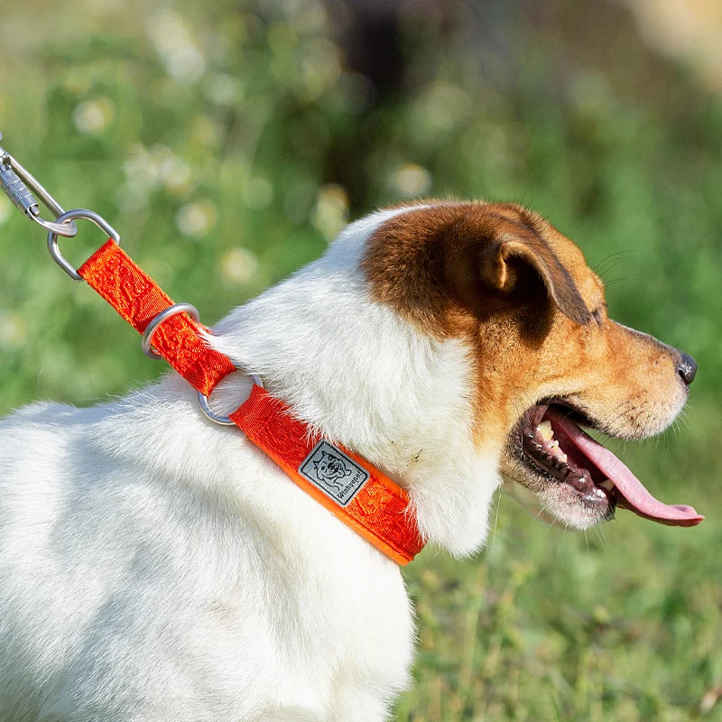 Heavy-Duty No-Pull Dog Collar – Padded, Adjustable & Secure! - Pet house