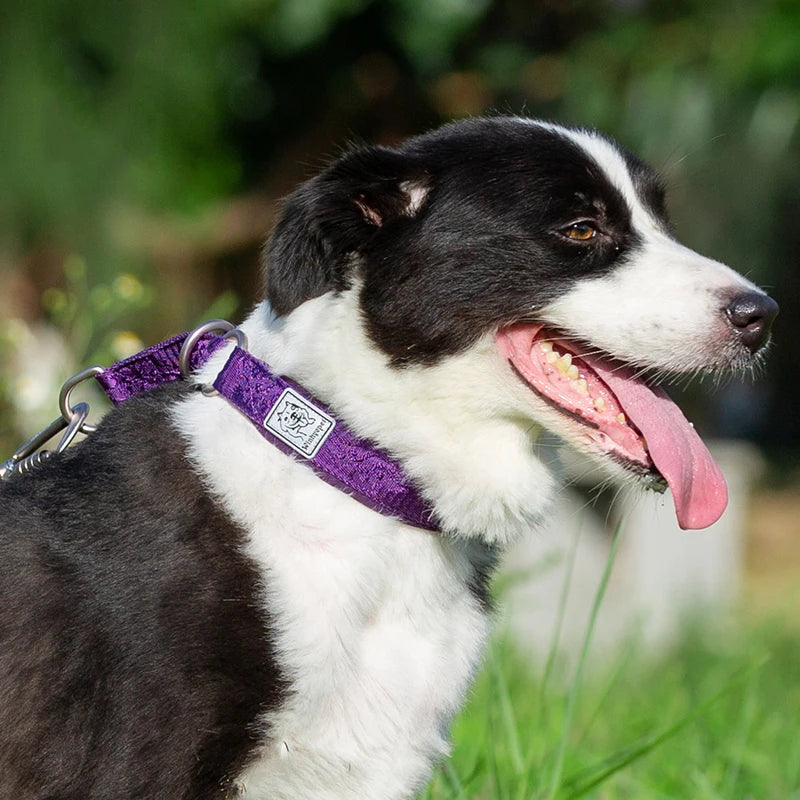 Heavy-Duty No-Pull Dog Collar – Padded, Adjustable & Secure! - Pet house
