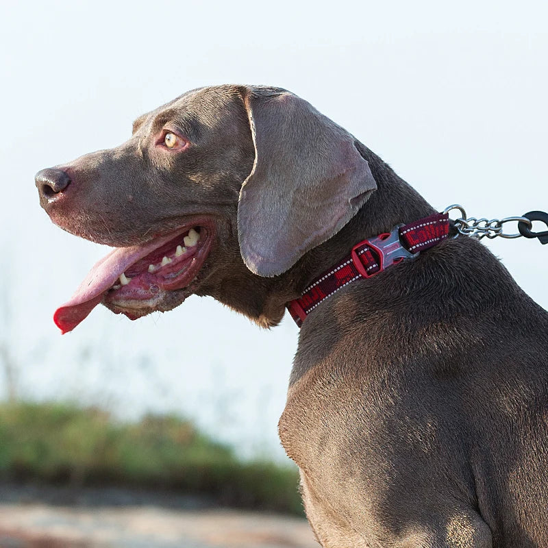 Heavy-Duty P-Chain Dog Collar – Adjustable, Reflective & Secure! - Pet house