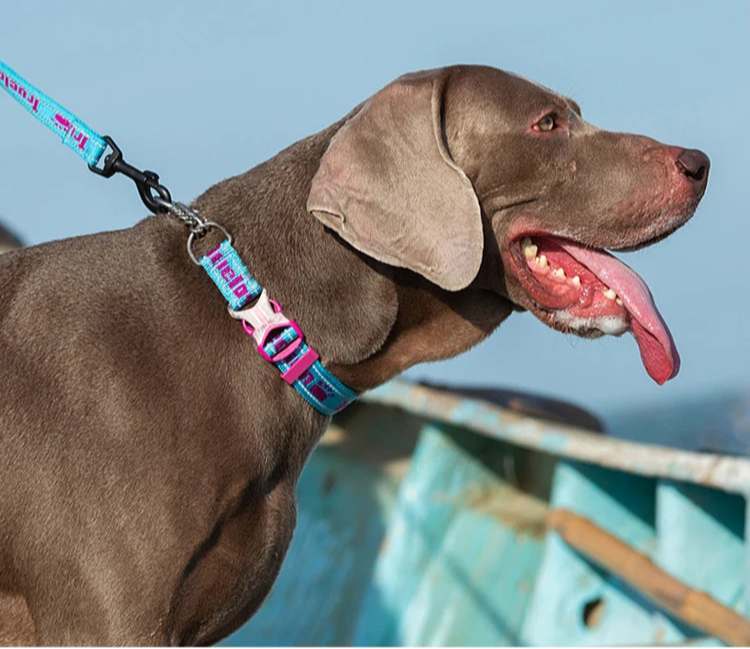 Heavy-Duty P-Chain Dog Collar – Adjustable, Reflective & Secure! - Pet house