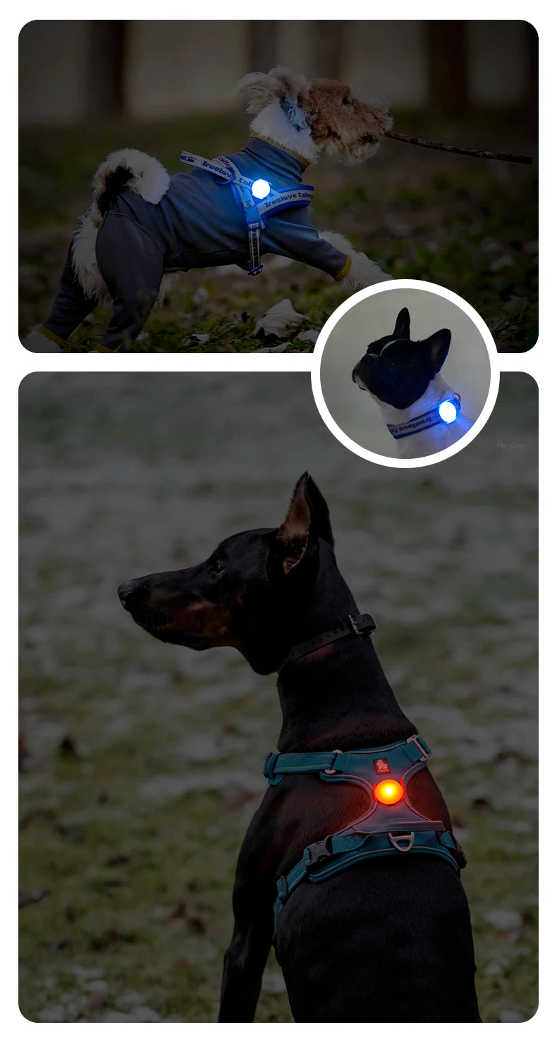 LED Light for Dogs – USB Rechargeable, Waterproof & Night-Safe! - Pet house