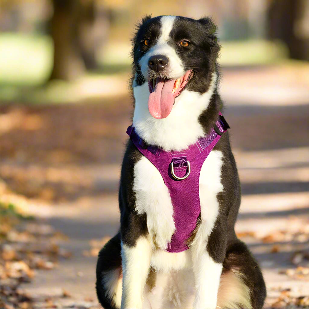 Lightweight Double-H Dog Harness – Adjustable, Waterproof & Secure! - Pet house