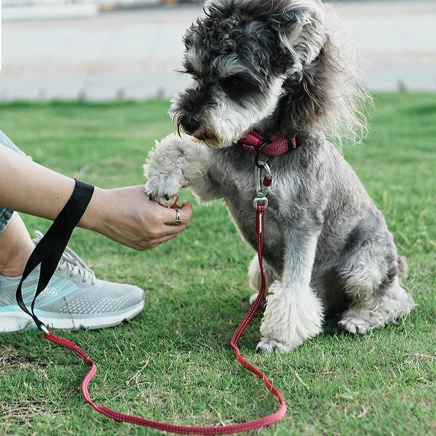 Lightweight Reflective Dog Leash – Stylish, Secure & Adjustable! - Pet house