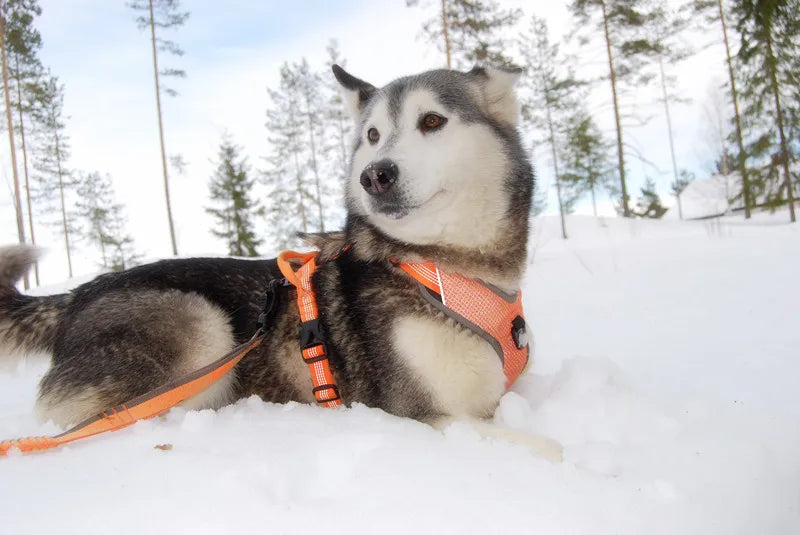 Reflective No-Pull Dog Harness – Adjustable, Secure & Training-Ready! - Pet house