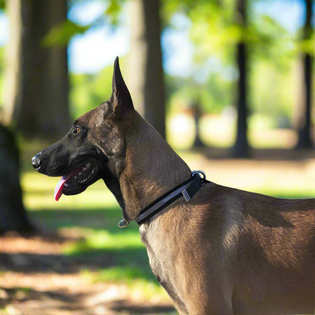 Waterproof & Anti-Odor Dog Collar – Durable, Soft & Adjustable! - Pet house